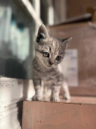 Котята