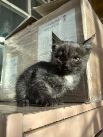 Котята