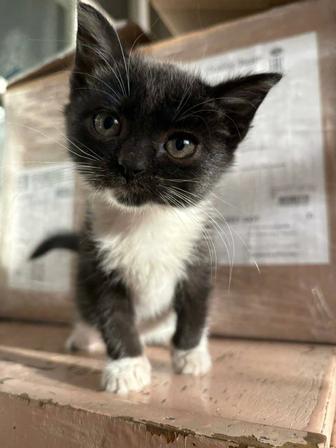 Котята