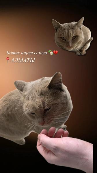 Рыжий котик ищет семью