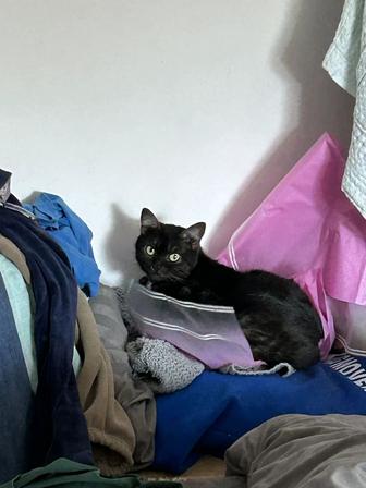 Отдам кошку