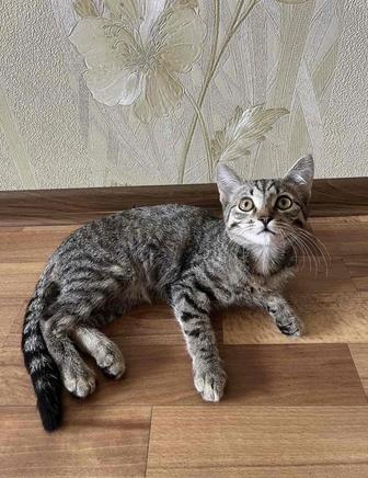 Мысық