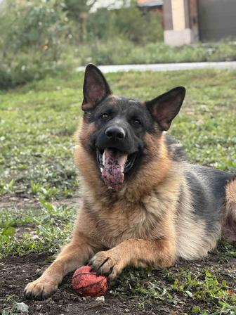 Потерялась немецкая овчарка