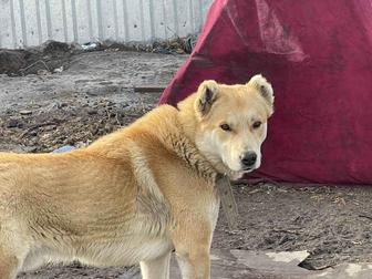 Щенята Тобет