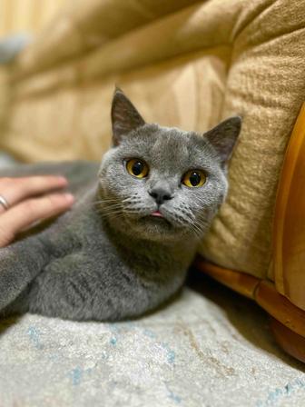 кошка британская