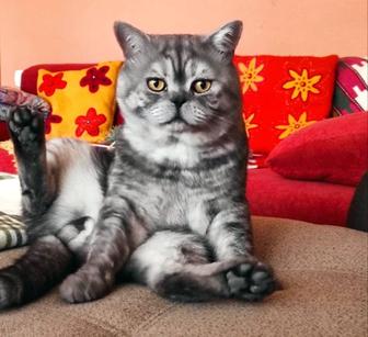 Пропал НАШ КОТ, ВЕРНИТЕ ЕГО