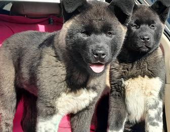 Американцы, в рассрочку от Каспий