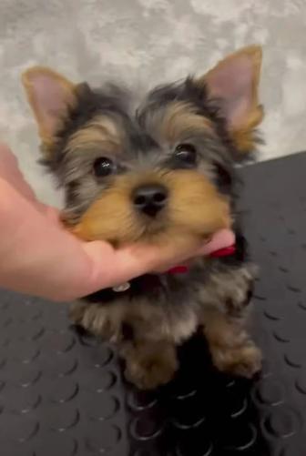 Йоркширский терьера