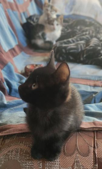 Бесплатно котята
