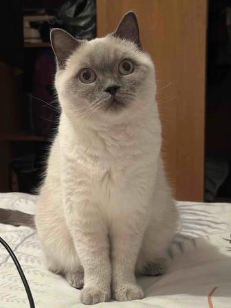 Отдам кота бесплатно порода шотландский блю поинт. Ему 6 лет. С характером)
