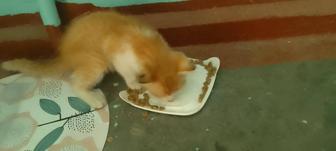 Котенок для умеющих любить и заботиться. На вид 2 - 3 месяца