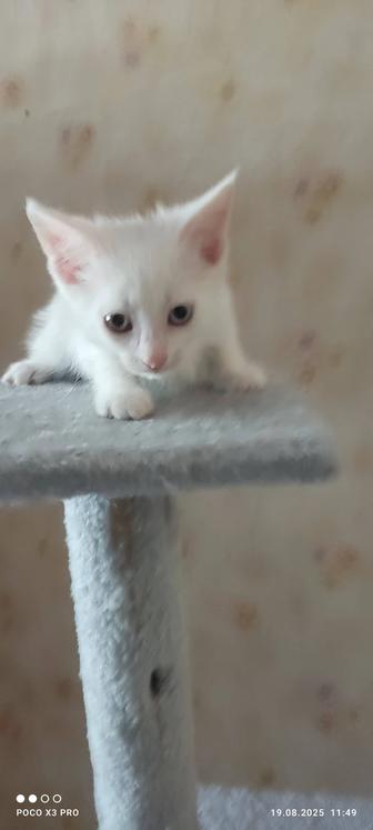 Отдам котенка