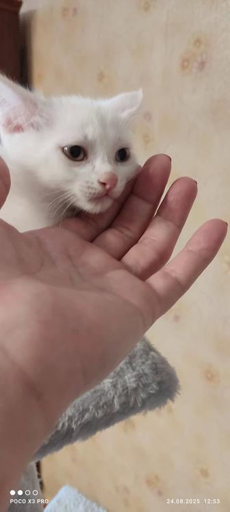 Отдам котенка