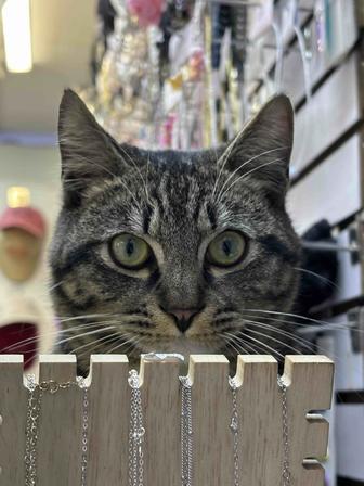 Отдам кота в добрые руки, ему 1,4 года