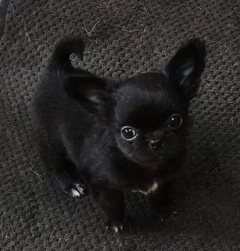 Продам кроху чихуахуа, рассрочка каспи 0 0 12, 0 0 24,