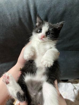 Отдаю котят в добрые руки