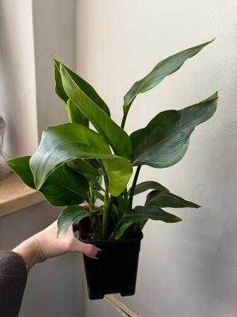 Продам стрелиция Николая