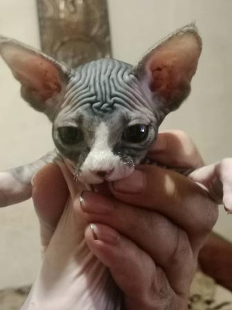 Конадский сфинкс