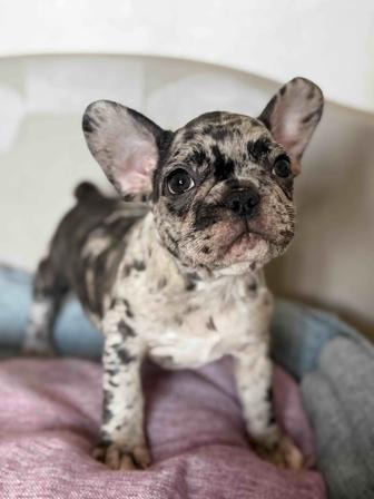 Малыши француза