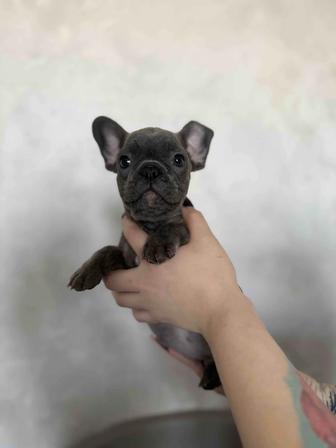 Малыши француза