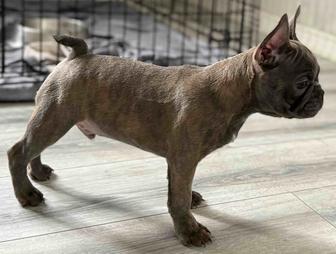 Малыши француза