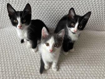 Котята ищут семью