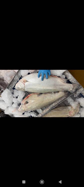 Форель Норвежская с Атлантического океана