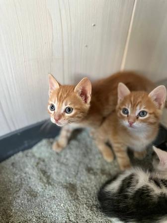 Дарю очаровательных котят!!!