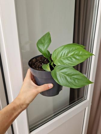 Рафидофора укорененные черенки