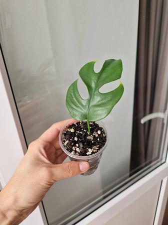 Рафидофора укорененные черенки