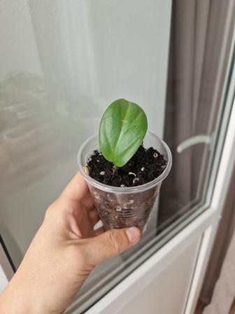 Рафидофора укорененные черенки