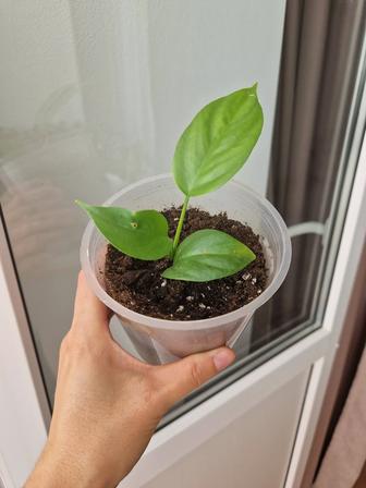 Рафидофора укорененные черенки