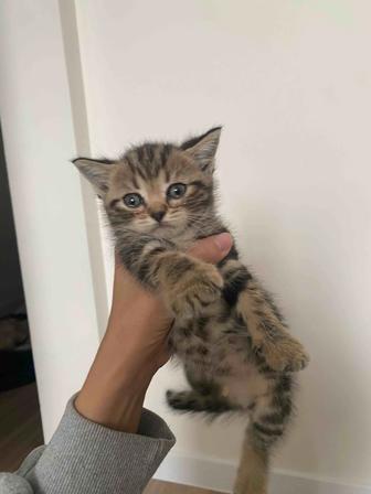 Отдадим котенка в хорошие руки