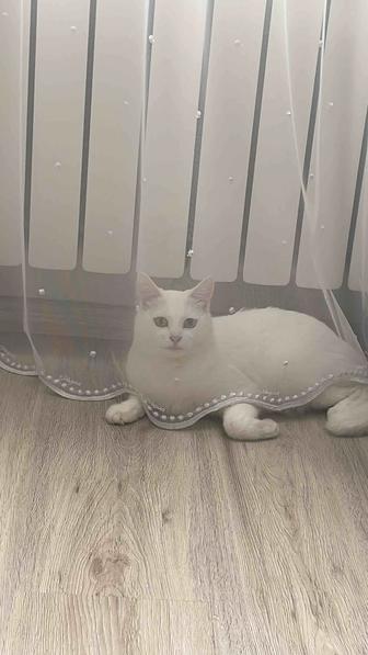 Отдам кошечку в добрые руки