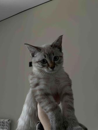 Отдам котенка в добрые руки