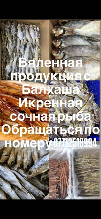 Вяленная Вобля