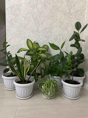 Комнатные цветы