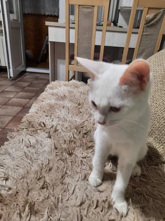 Котенок, котик 4 месяца