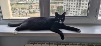 кошечку в добрые руки