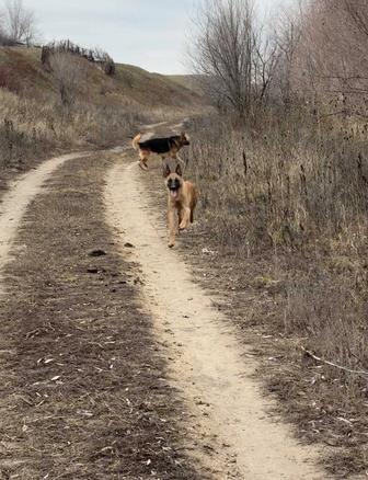 Бельгийская Малинуа