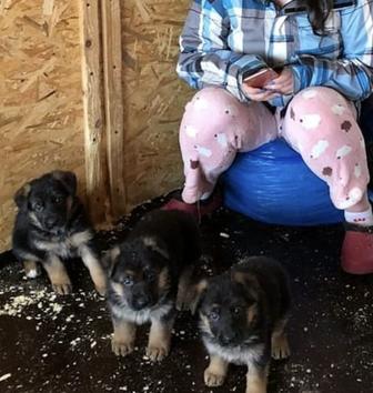 Щенки немецкой овчарки доставка есть
