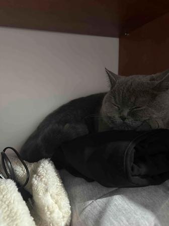 Отдам котенка в хорошие руки, причина переезд