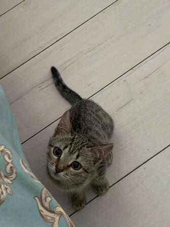 Отдам котенка в добрые руки