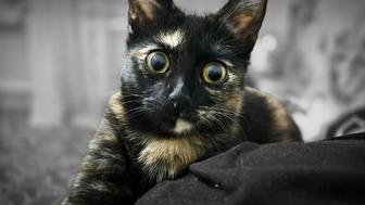 отдам кошку в хорошие руки