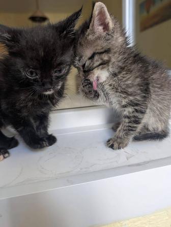 Срочно!!! Котята ищут дом!!! SOS!!!