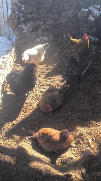 Продаются инкубационные яйца домашних кур