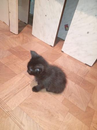 Отдам котенка в хорошие руки