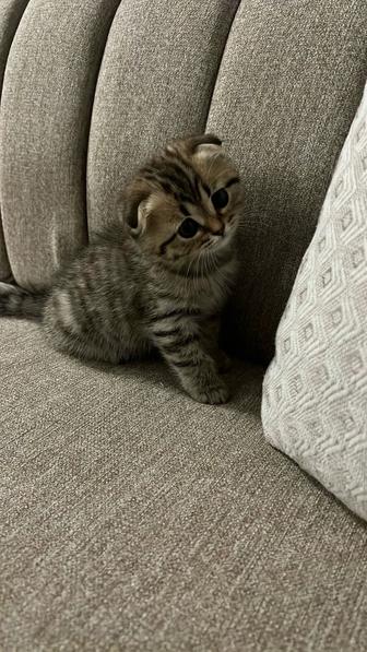 ОТДАМ КОТЯТ ДАРОМ