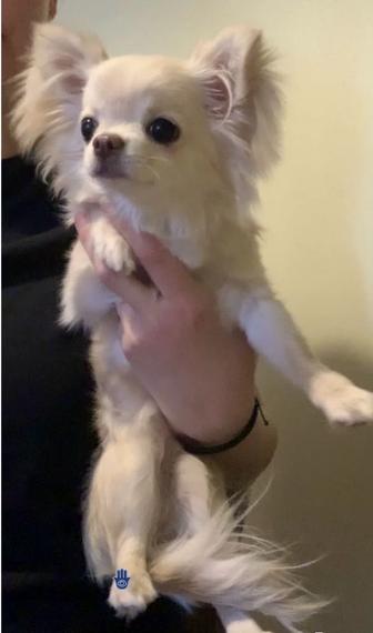 милая девочка чихуахуа