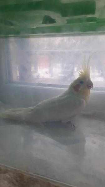 Попугай корелла